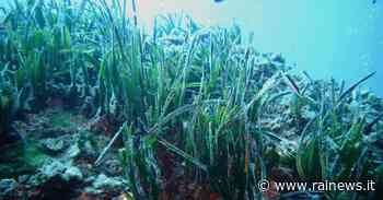 L'erba di Nettuno - Ambiente - TGR Puglia - TGR – Rai