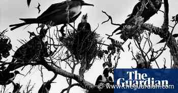 Skull brides and iguana hats: Graciela Iturbide’s Mexico – in pictures