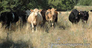Cut your cow losses, cull late-season calvers