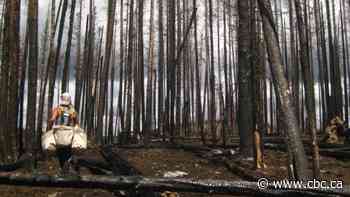 More than 1,500 tree planters set to cross the country to reforest the B.C. Interior