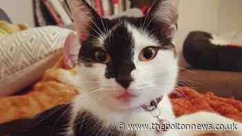 Petition launched after cat struck down in Farnworth hit and run