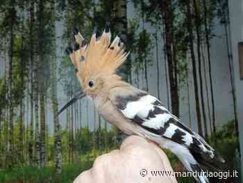 Il Centro territoriale fauna selvatica di Manduria, affidato alle Riserve Naturali, continua a regalare emozioni - ManduriaOggi