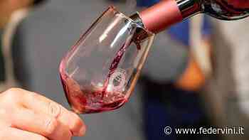 Primitivo di Manduria: nel 2020 crescita del 26% - Federvini - Federvini