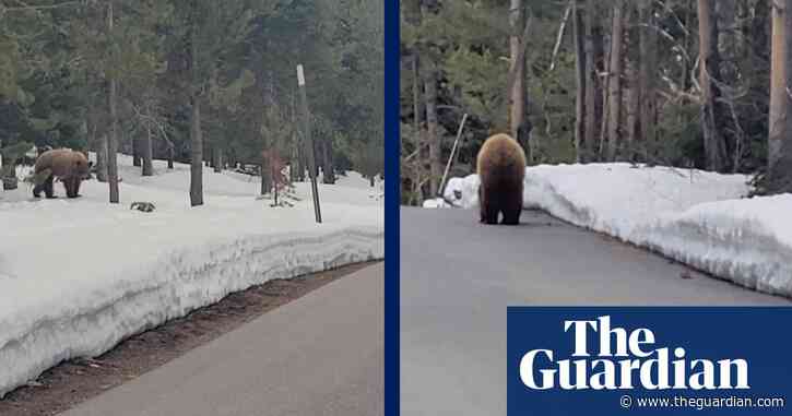 US jogger talks bear out of pursuing him further – video