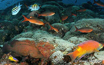 Flooding in Houston polluted reefs more than 100 miles offshore - National Science Foundation