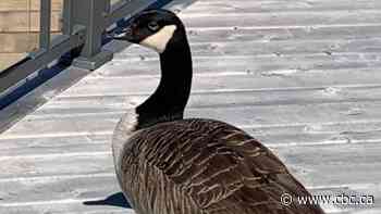 Meet Goosey Lucy, the bird that fell in love with a Hampton, N.B., man