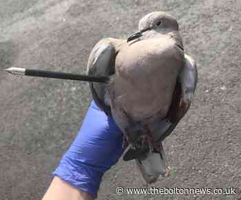 Collared dove killed by crossbow in Little Hulton
