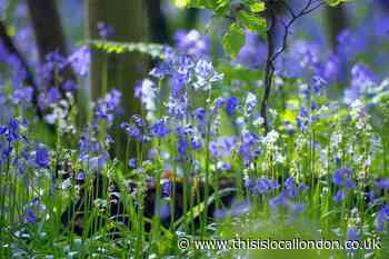 Hertfordshire's best bluebell woods