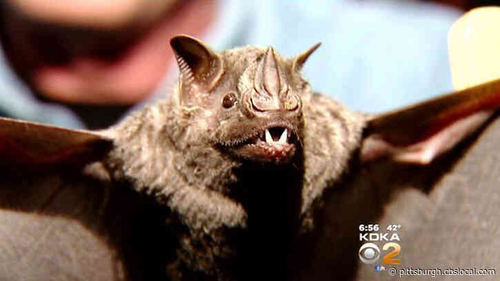 Bat In Pitcairn Tests Positive For Rabies After Biting At Least 1 Child