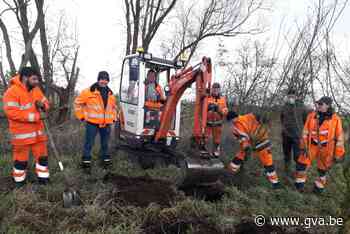 Oud huisvuilstort transformeert tot haagbeukbos - Gazet van Antwerpen