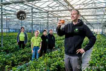 Raf uit Loenhout kweekt eerste Belgische thee - Gazet van Antwerpen