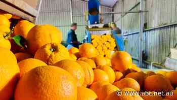 Why you'll  be paying more for mandarins, oranges this season