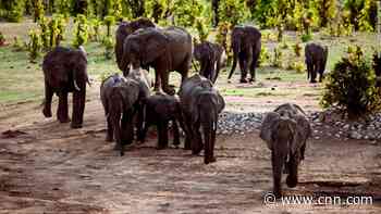 Zimbabwe to sell hunting rights for endangered elephants