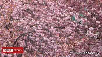Burnley cherry tree tribute to town's coronavirus dead