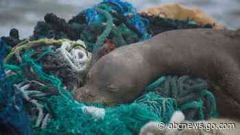 Expedition hauls tons of plastic out of remote Hawaii atolls