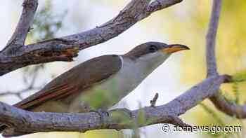 US sets aside habitat critical for survival of rare songbird