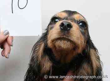 Burnley: Police and RSPCA seize dogs to 'prevent further suffering'