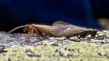 Kosovar Biologist Names Newly Discovered Insect after Coronavirus - VOA Learning English
