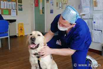 Canine care for Covid medics in Bolton | Granada - ITV News