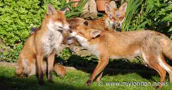 'They’re visitors who know they’ll get food': Walthamstow woman's special bond with foxes - My London