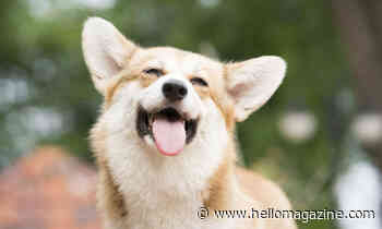 This celebrity-approved dog food subscription service has 75% off for new pooches - HELLO!