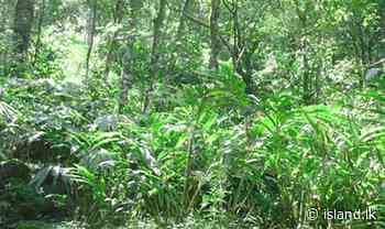 CEA accused of turning blind eye to cardamom cultivators raping Knuckles Forest - The Island.lk
