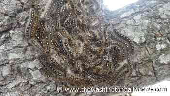 How to deal with forest tent caterpillars - Washington Daily News - thewashingtondailynews.com