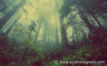 The scandal of calling plantations 'forest restoration' is putting climate targets at risk - www.businessgreen.com