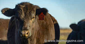 Get full benefit of higher cattle placement weights in feedlots