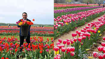 Millions of tulips bloom at Holland Ridge Farms in New Jersey