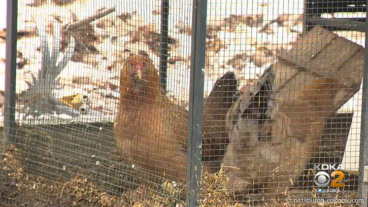 Bell Acres Police: More Bears Wander Neighborhood, Go After Chickens And Bird Feeders
