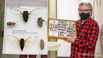 Billions of Brood X cicadas, spotted lanternflies set to hit the East coast this year