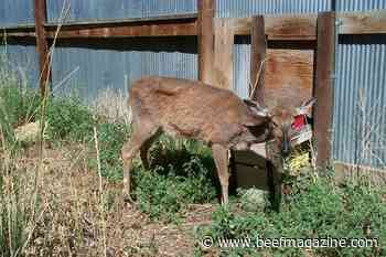 Researchers develop CWD field test