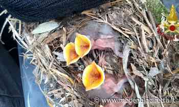 Modena, i vigili del fuoco salvano un nido in mezzo a un incendio - modenaindiretta.it
