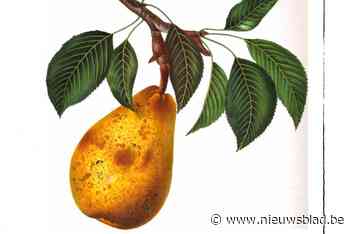 Peer-ikelen: wandeltocht onthult peerhistorie en levensbeelden