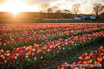 Wicked Tulips Flower Farm Opens Once Again for Spring Picking - Rhode Island Monthly
