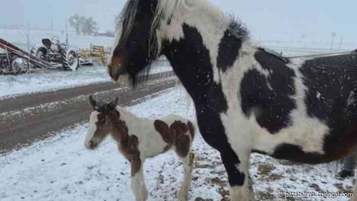 ‘She’s Devastated’: Mother Horse Visibly Depressed After 4-Day-Old Colt Stolen
