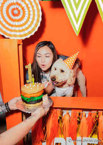 What a pawty: Texas dog owner went 'above and beyond' for her Goldendoodle's birthday