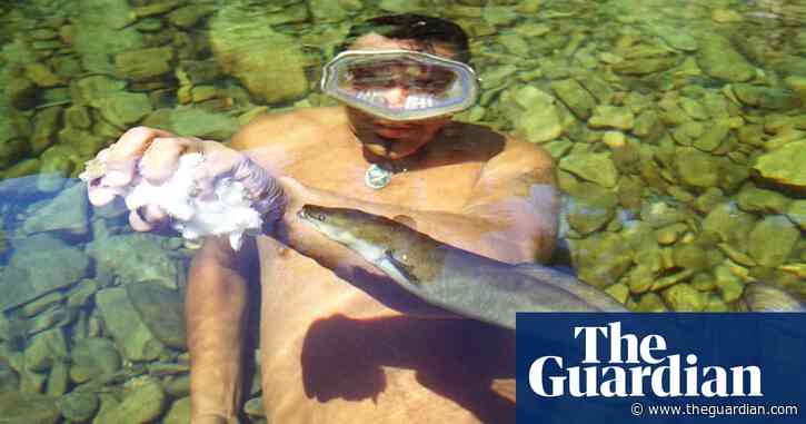 A creature of mystery: New Zealand’s love-hate relationship with eels