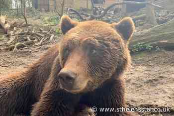 Bear with toothache undegoes dental treatment - St Helens Star