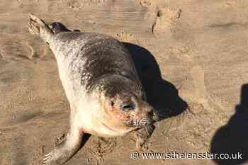 Seal rescued after being found injured on beach - St Helens Star