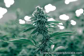 Drumheller RCMP lay charge for unlawfully distributing cannabis – Red Deer Advocate - Red Deer Advocate