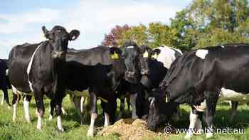 'Australia is being punished. NZ is being rewarded': The difference across the ditch