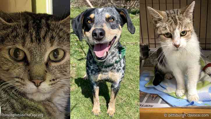Furry Tails: Chex, Blue And Mia Are Waiting For Forever Homes