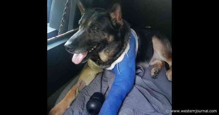 K-9 Shot in Line of Duty Will Enjoy ‘Life of Luxury’ in Retirement from Now On