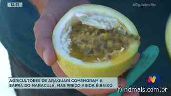 Agricultores de Araquari comemoram a safra do maracujá, mas preço ainda é baixo - ND