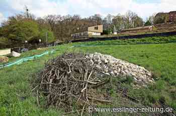 Neues Wohngebiet „Parksiedlung Nord-Ost“: Erst müssen die Eidechsen weg - esslinger-zeitung.de