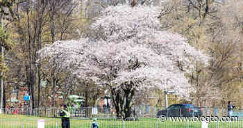 High Park cherry blossoms bring out the Toronto security patrols - blogTO