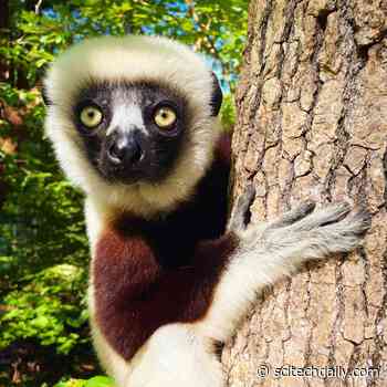 Surprising Genetics Reveals Flexible Diet May Help Leaf-Eating Lemurs Resist Deforestation