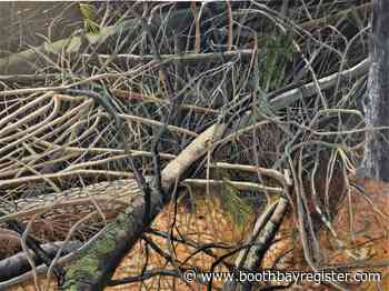 'Wild Things' are at River Arts - Boothbay Register